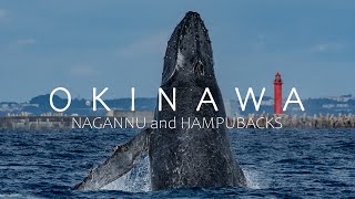 【VLOG】ナガンヌ島/春のクジラ撮影　photographic trip OKINAWA|JAPAN