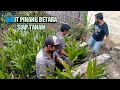 MAKIN RAMAI YANG TERTARIK UNTUK BERKEBUN PINANG BETARA DI KAB. LAHAT PROV. SUMATERA SELATAN