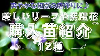 【初夏のガーデニング】美しいリーフやアジサイなど爽やかな初夏の庭作りに購入した苗紹介12種と植え付け｜宿根草｜カラーリーフ｜ヤマアジサイ｜山野草｜五月の雨庭｜