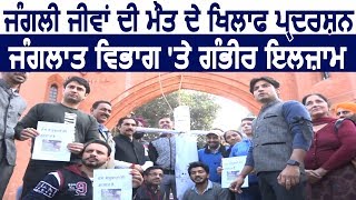 Amritsar में जंगली जीवों की मौत पर विरोध प्रदर्शन,सवालों में Forest Department