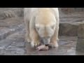 もうすぐお籠もり　キャンディとララの朝食~polar bears are eating