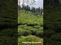 darjeeling tea garden