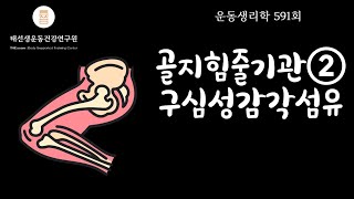 【591회 운동생리학 기출】 골지힘줄기관② type Ⅰa Ⅰb 구심성감각섬유. 16년 건강운동관리사