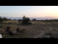 Hyenas Intimidate Two Male Lions on Kill- Londolozi TV