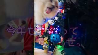 【anela】今年もやって来た破壊猫#猫 #クリスマス #shorts