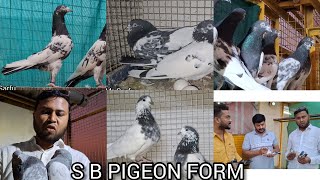 Biggest 😍 S B Pigeon Farm, Imported🕊️ Kabutar Maharashtra Latur Part--4