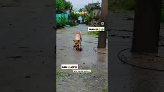 amma🥺🌏 #doglover #mother #amma #help #rain