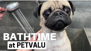 Pug Goes for Bath at Petvalu | Pug Grooming