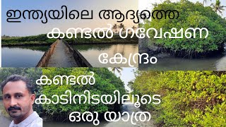 Mangrove Forest Ayiramthengu, ആയിരം തെങ്ങിലെ കണ്ടൽ കാട് |