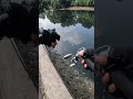 คลองหนึ่ง🤨กัดแบบนี้โดน fishing sneakerhead streetfishing fish ตกปลาช่อน