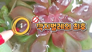 211009 다육스케치 l 깍지벌레의 최후 l 다육이 병충해 l 개각충 l 다육 키우기 꿀팁 l 반려식물 l 다육식물 l Succulent plants l 베란다 다육이 키우기