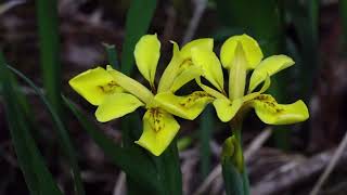 노랑붓꽃-Dwarf-woodland Korean iris