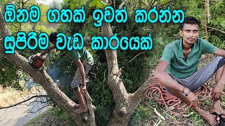 චේන්සෝ යන්ත්‍ර වලින් ගස් කැපීම/Cutting down trees with chainsaw machines/ඹ්නම ගහක් ඉවත් කරගැනීමට