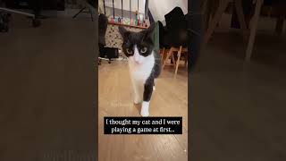 #cat #mycatchannel #funnyanimal #funny #ytcat #funnycat #pets #catchannel #funnypet #catschannel