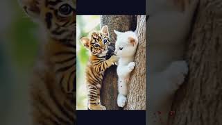 Unbreakable Bond: Tiger \u0026 Cat’s Adorable Friendship! 🐯❤️🐱 #shorts #reels #viralvideo