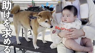 心が折れてしまい赤ちゃんに助けを求める柴犬