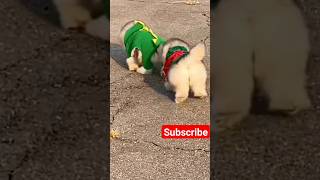 Funny😍 Puppy Videos #71 |Cuyes Dogs😊 | cutest Dog in the Wold #cute #dog #puppy #ytshorts #shorts