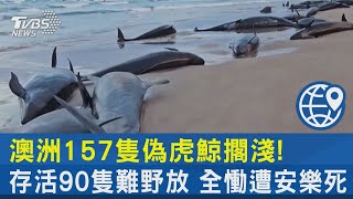 澳洲157隻偽虎鯨擱淺!存活90隻難野放 全慟遭安樂死｜TVBS新聞 @TVBSNEWS02