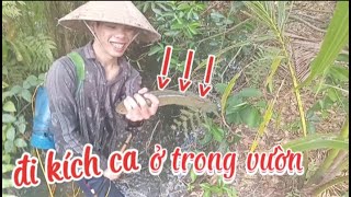 Đi Ra Vườn kích cá kiếm mấy còn cá lóc cá trê @thachmotvlogs