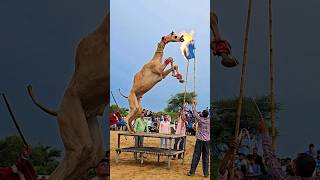 आ ग से खेलता ऊंट का बच्चा #camel #unt #cameldance