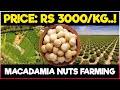 Macadamia Nuts Farming | Planting, Care, Harvesting, Post Harvest Management