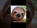 How slow is Sloth ?