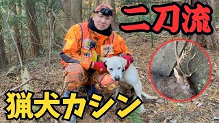 猟犬カシンが二刀流へ生まれ変わり、イノシシとシカを起こしまくる有害鳥獣駆除活動！