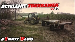 Ścielenie Truskawek metodą tradycyjną. Złapał nas Deszcz  #niby_vlog #truskawkowy_vlog