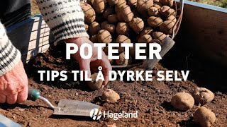 Poteter - tips til å dyrke selv