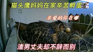 猫头鹰妈妈在家辛苦孵蛋，丈夫却突然消失撇下妻子不管不顾