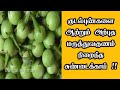 குடல்புண்களை ஆற்றும் அற்புத மருத்துவகுணம் நிறைந்த சுண்டைக்காய்