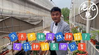 【寄养石蒜】今天不种花改种蒜？石蒜种球怎么种植和养护？老花医寄养实录 Rescue Red spider lily.