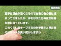 【芝のトラブル】と今年の作業まとめ！芝生検証地の使用方法を皆さんの意見を聞かしてください！