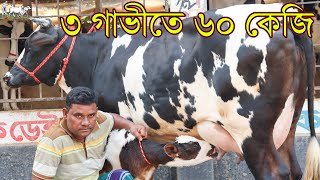 আমার করা এ বছরের সর্বোচ্চ হাই কোয়ালিটির গাভীর প্রতিবেদন দেখুন।সবগুলোই ১ম বিয়েনের গাভী জাতে মানে সেরা