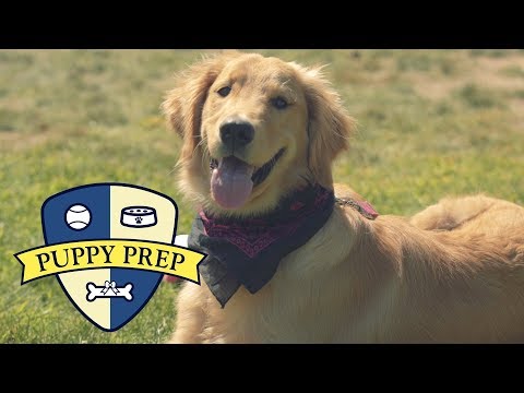 Meet The Puppies Training To Be Service Dogs Meet The Puppies Training To Be Service Dogs