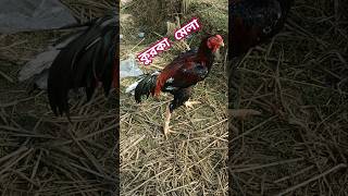 Cock fight #rooster #nature #fight