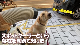 スポットクーラーというものを知ったラブラドールレトリバー【こまちの日常動画】