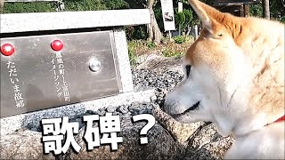 【柴犬】小次郎、歌碑に驚く。in 彦五郎公園