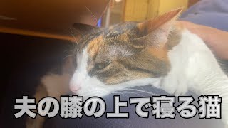 【猫】夫の膝の上で寝る猫