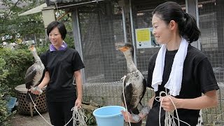 ２代目の２羽「川デビュー」　初代とも対面　京都