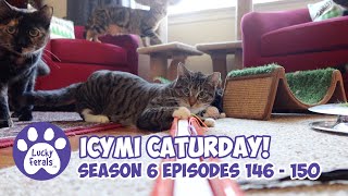 ICYMI Caturday! * Lucky Ferals S6 Episodes 146 - 150 * Cat Videos Compilation - Rescued Cat Family