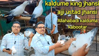 allahabadi kabootar | original kaldume kabootar | ajji ustad jhansi | kyarish kadri pigeons