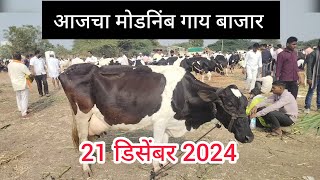 आजचा मोडनिंब गाय बाजार || modnimb cow market in solapur maharashtra ||