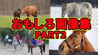 ついつい見たくなる笑える画像集www（PART2）に対する競馬民の反応集