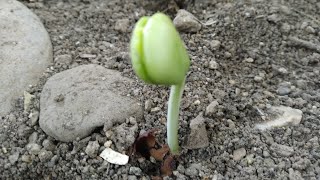 #shorts video, Tamarind seeds germinate and grow into large trees