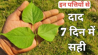 दाद एक बार में सही हो जाएगा || Desi dava for Daad || Herbs Plant Series | Home Garden