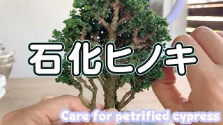 石化ヒノキ手入れ／Care for petrified cypress