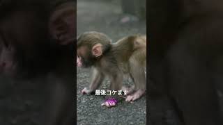 ハプニングあり#shorts #monkey #baby