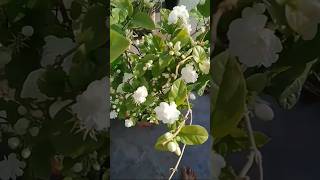 इस चीज का इस्तेमाल करने से मोगरा का पौधा फूलों से भर जाएगा #garden #shortvideo