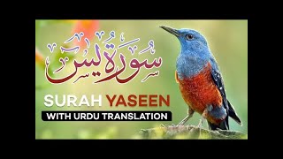 Surah Yasin with Urdu hindi Translation